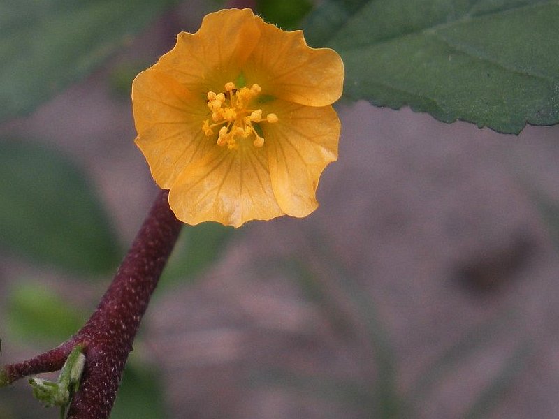 Alnifolia flower front